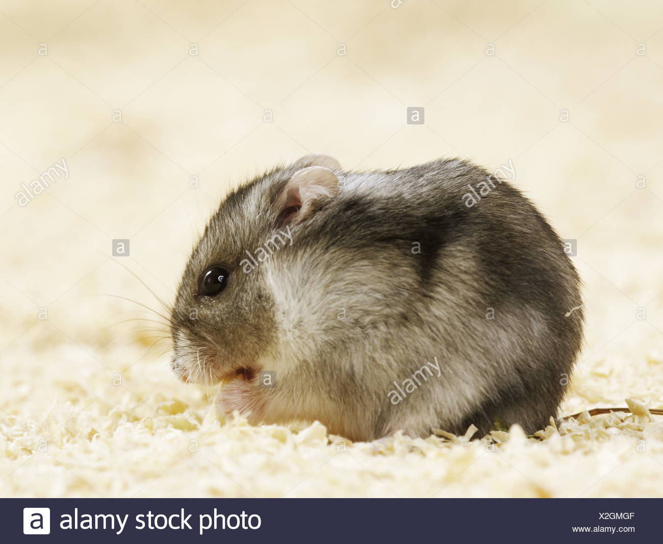 hungarian dwarf hamster