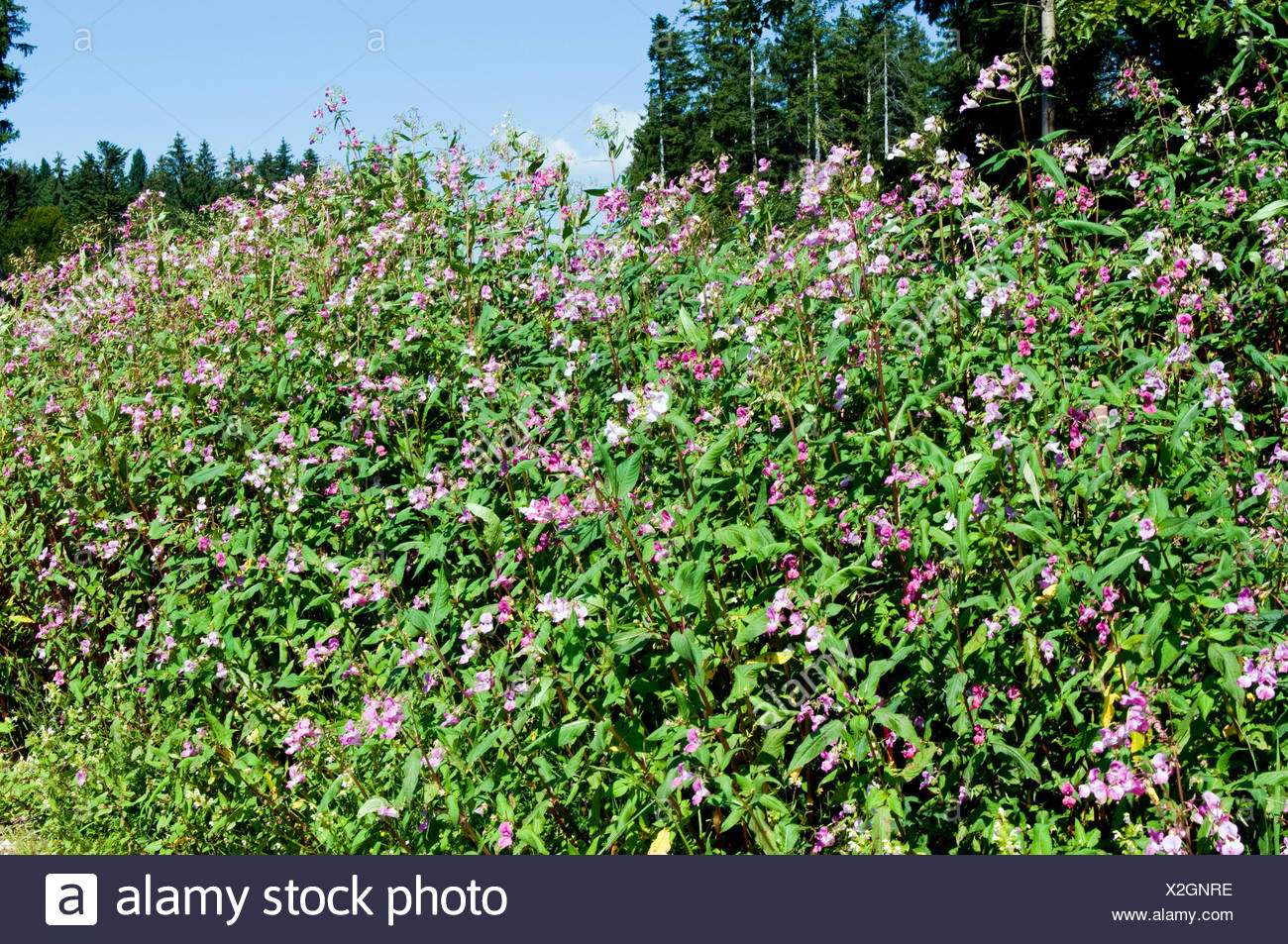 Indisches Springkraut / Himalayan Balsam Stock Photo