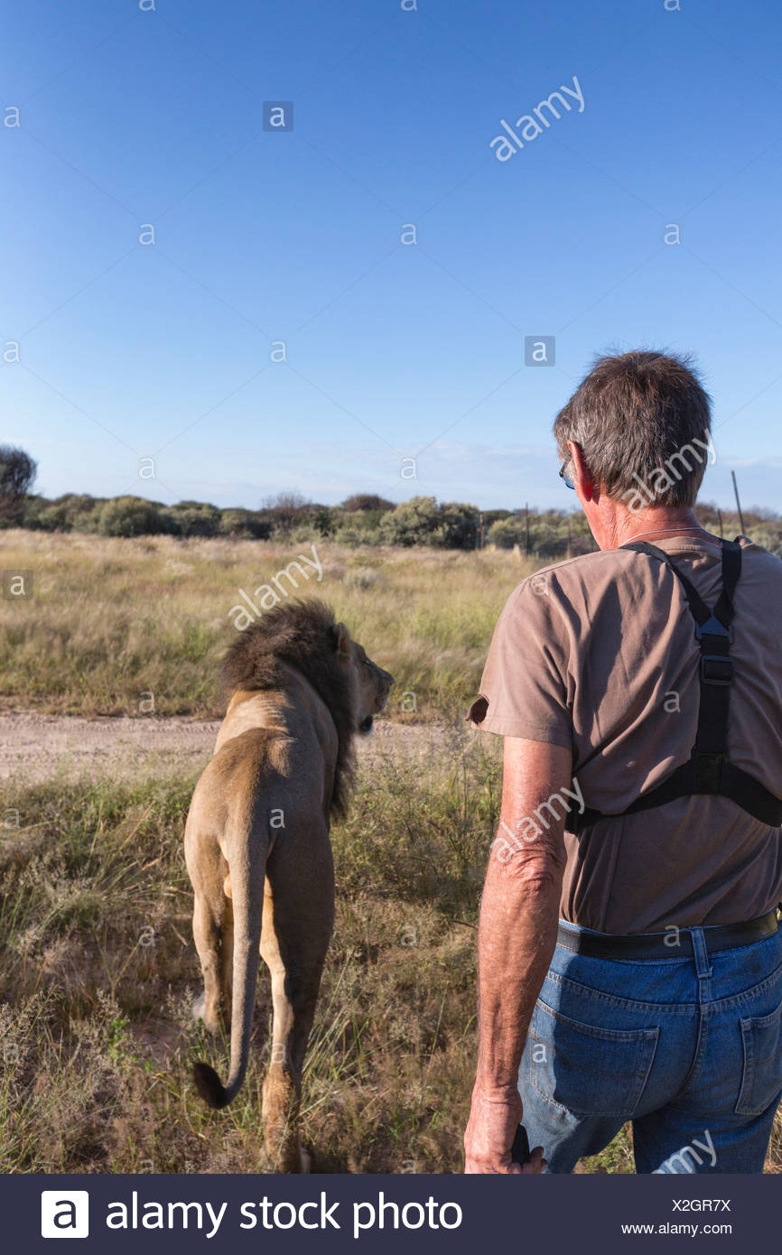 Animal ranger walking with male lion(Panthera leo), Namibia Stock Photo