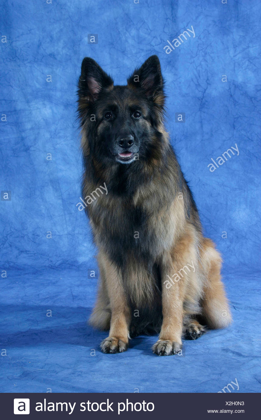 German Shepherd Dog Longhaired Stock Photo 276968975 Alamy