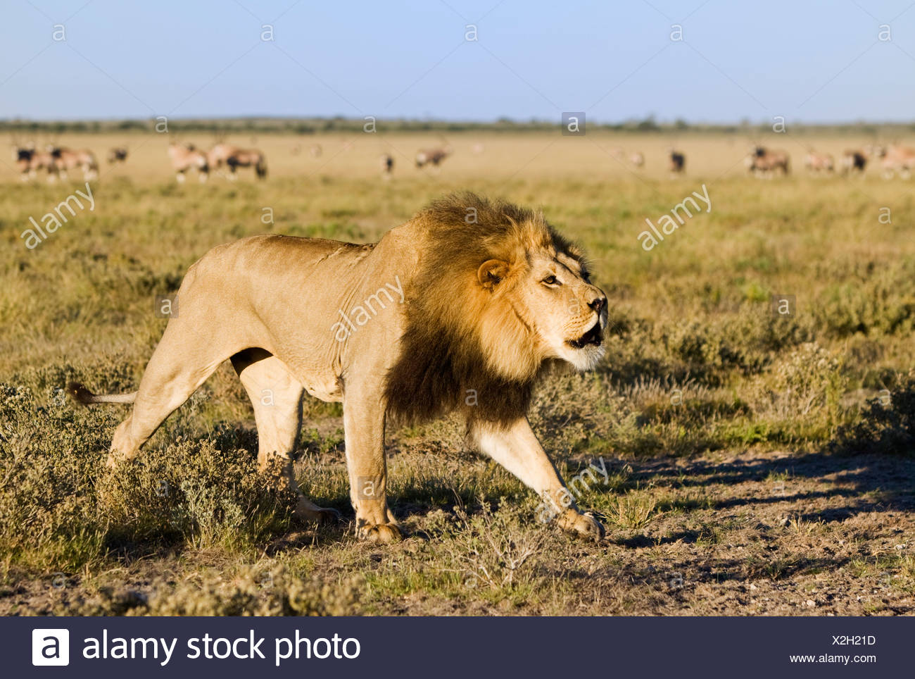 Roaring Lion Portrait High Resolution Stock Photography and Images - Alamy