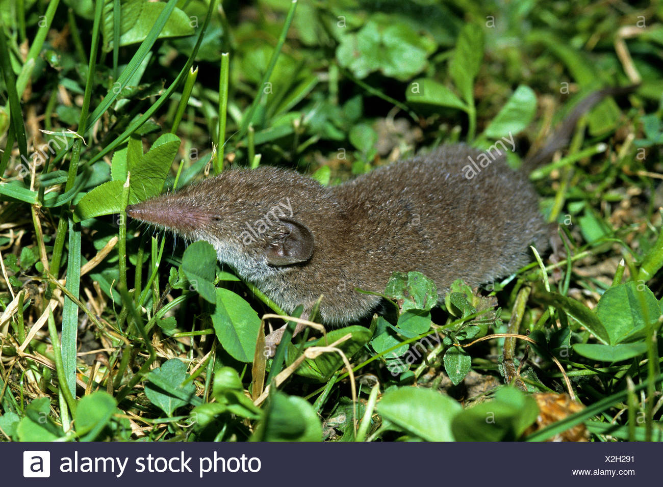 Crocidura Russula Stock Photos & Crocidura Russula Stock Images Alamy