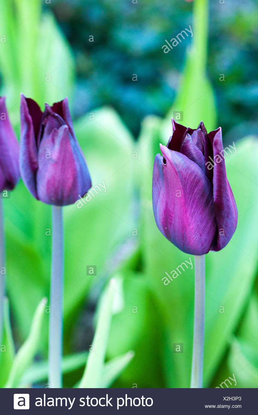 Tulips Queen Of The Night In Bloom In A Garden Stock Photo Alamy