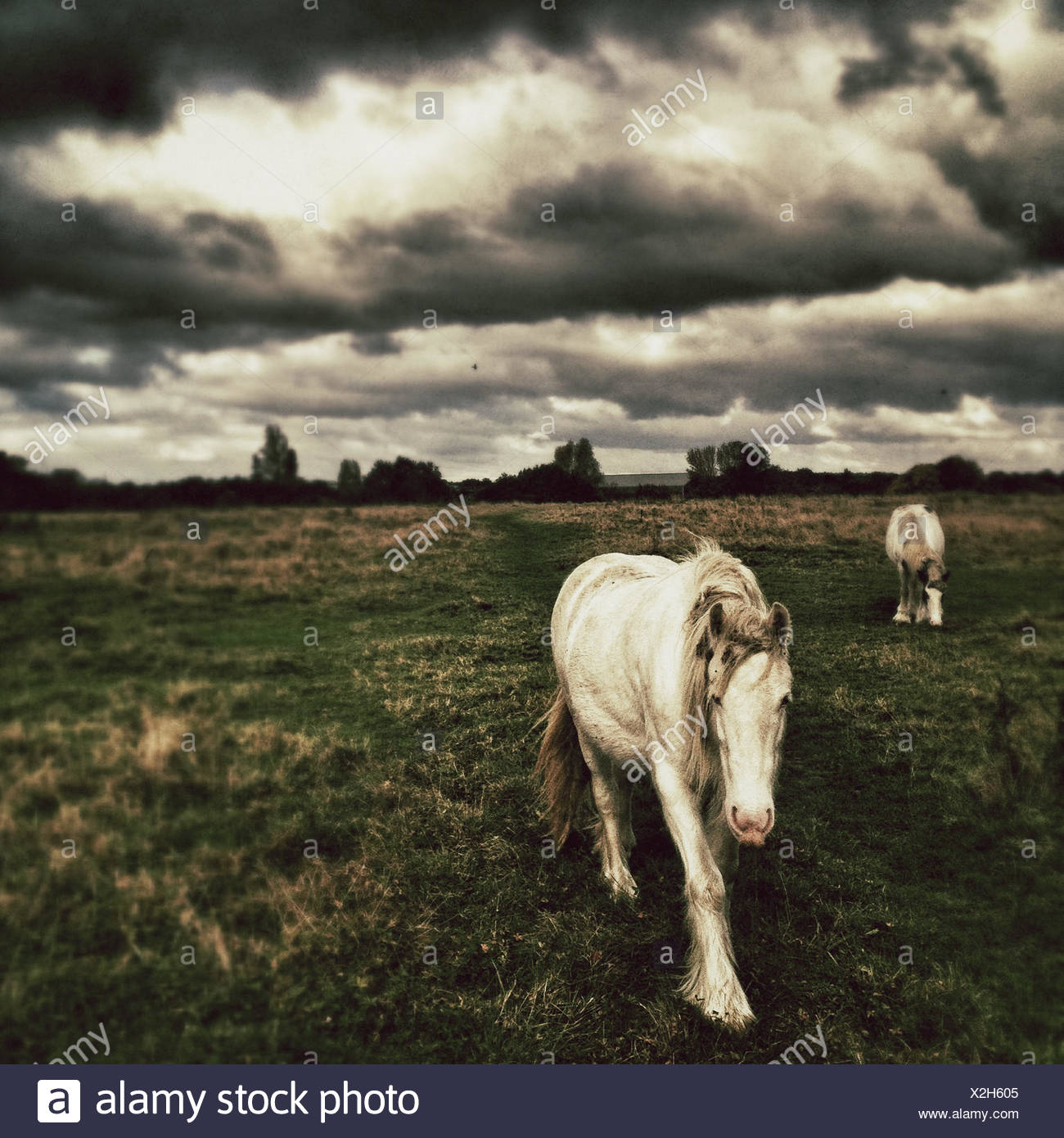 Two Horses in field with moody sky Stock Photo