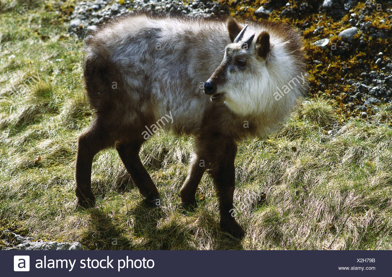 Serow Japan High Resolution Stock Photography and Images Alamy