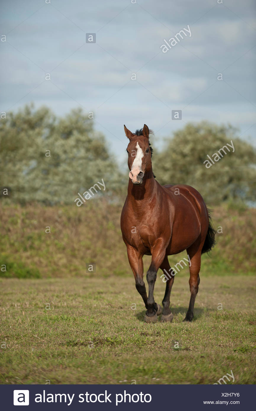 American Quarter Horse Running Stock Photos & American Quarter Horse