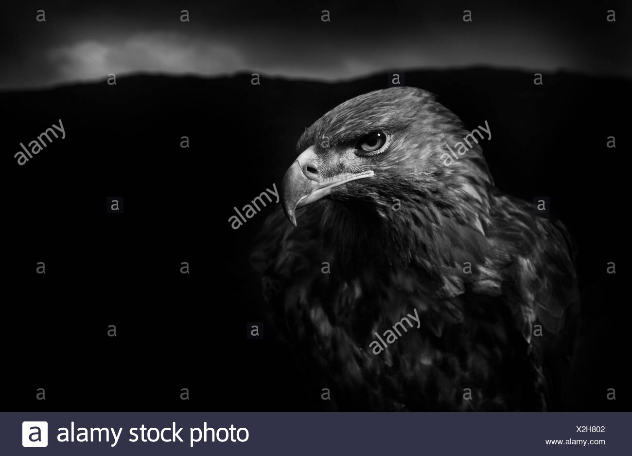 Golden Eagle Male Black And White Image Captive Bird Uk