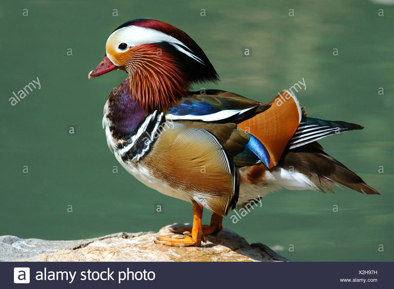 Male Mandarin Duck , Aix galericulata Stock Photo