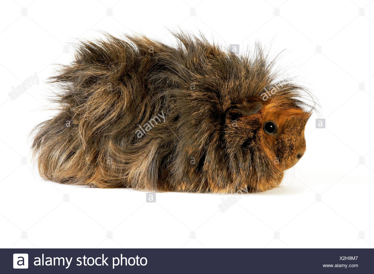 Long Hair Guinea Pig Cavia Porcellus Adult Against White