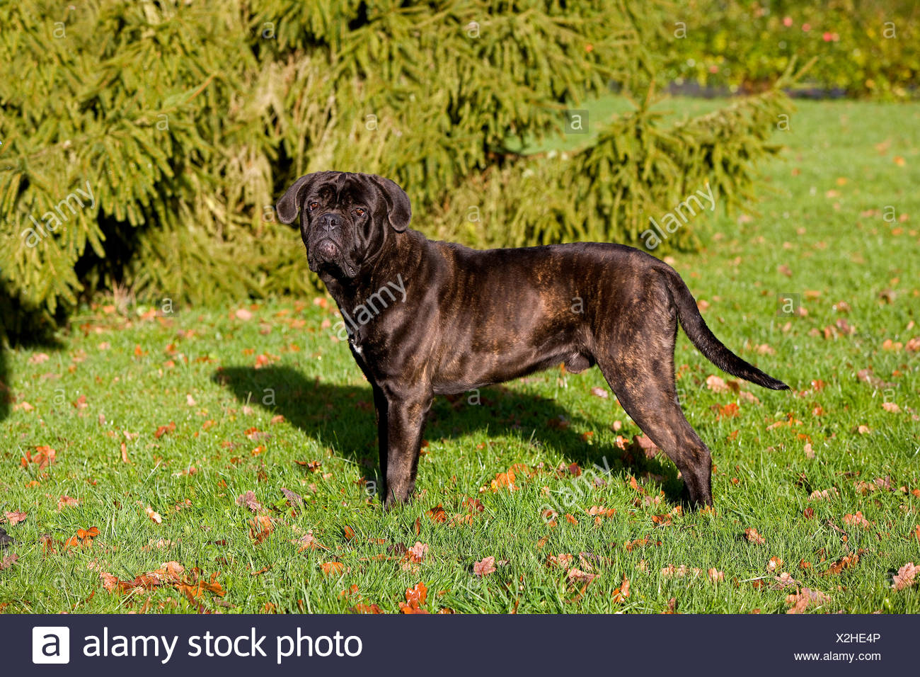 Cane Corso Dog Breed From Italy Male On Grass Stock Photo