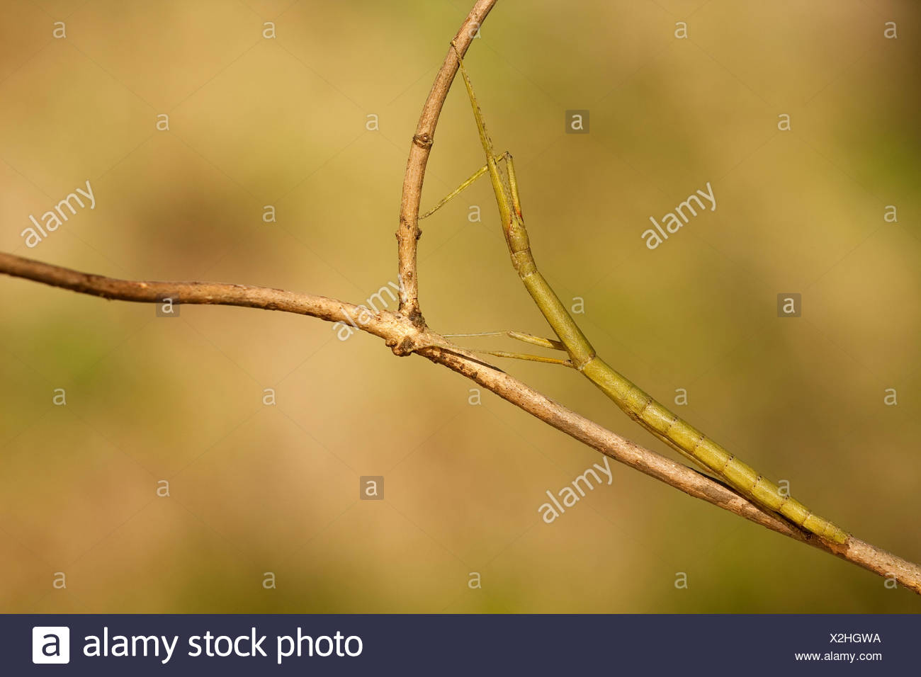 Laboratory Stick Insect High Resolution Stock Photography and Images