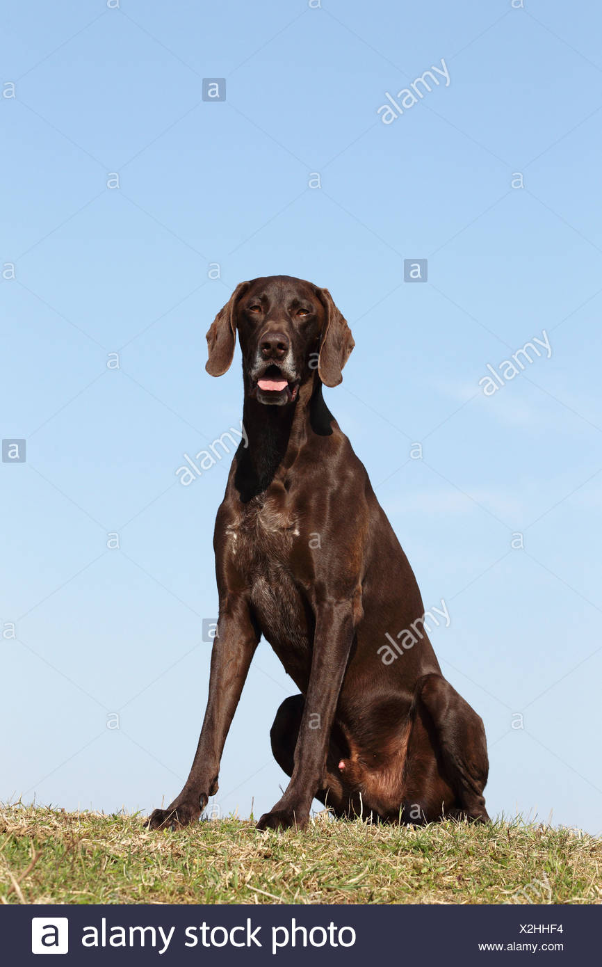 Sitting German Shorthaired Pointer Stock Photo 276982136 Alamy