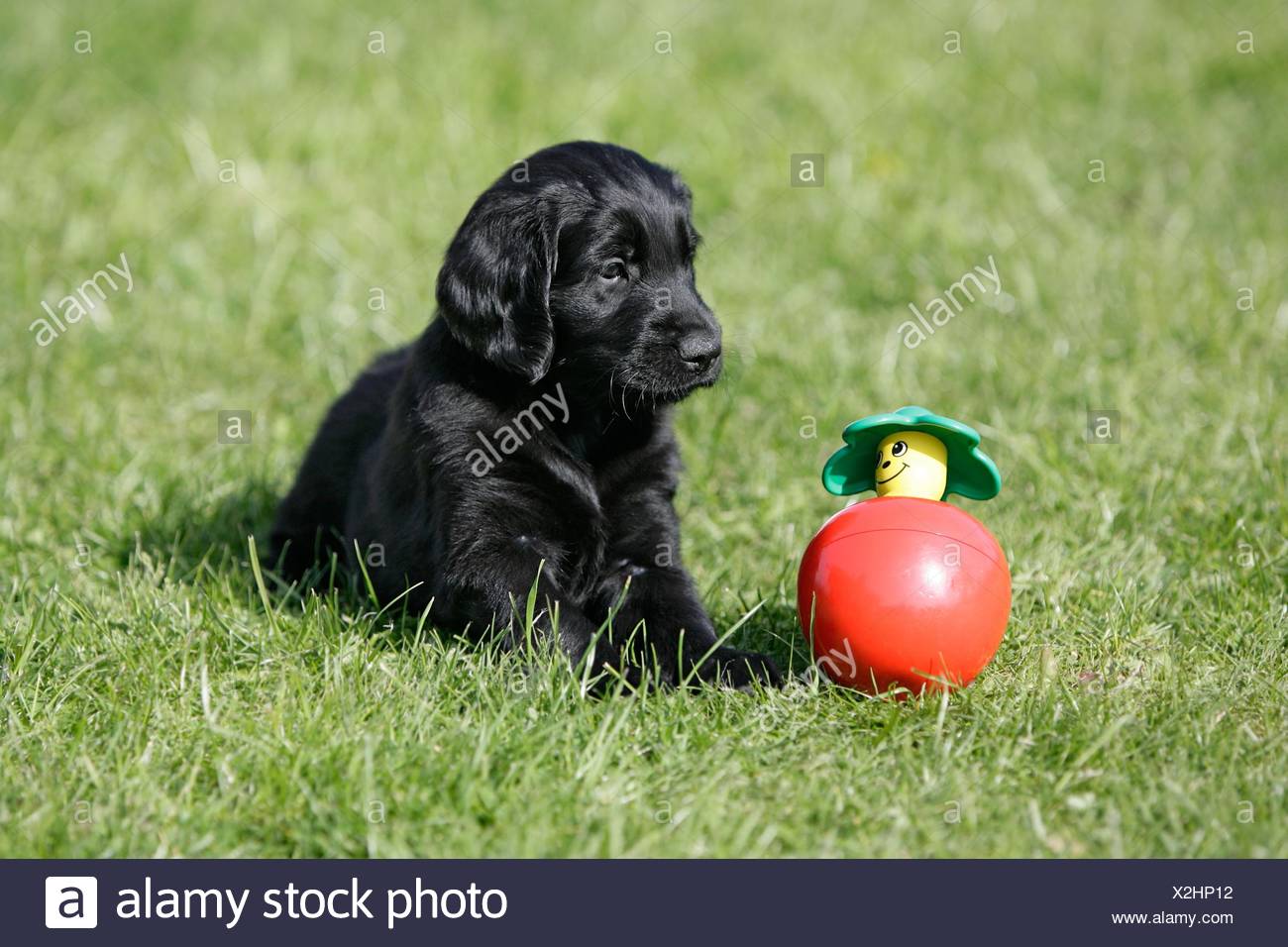 Flat Coated Retriever Puppy Stock Photo 276985662 Alamy