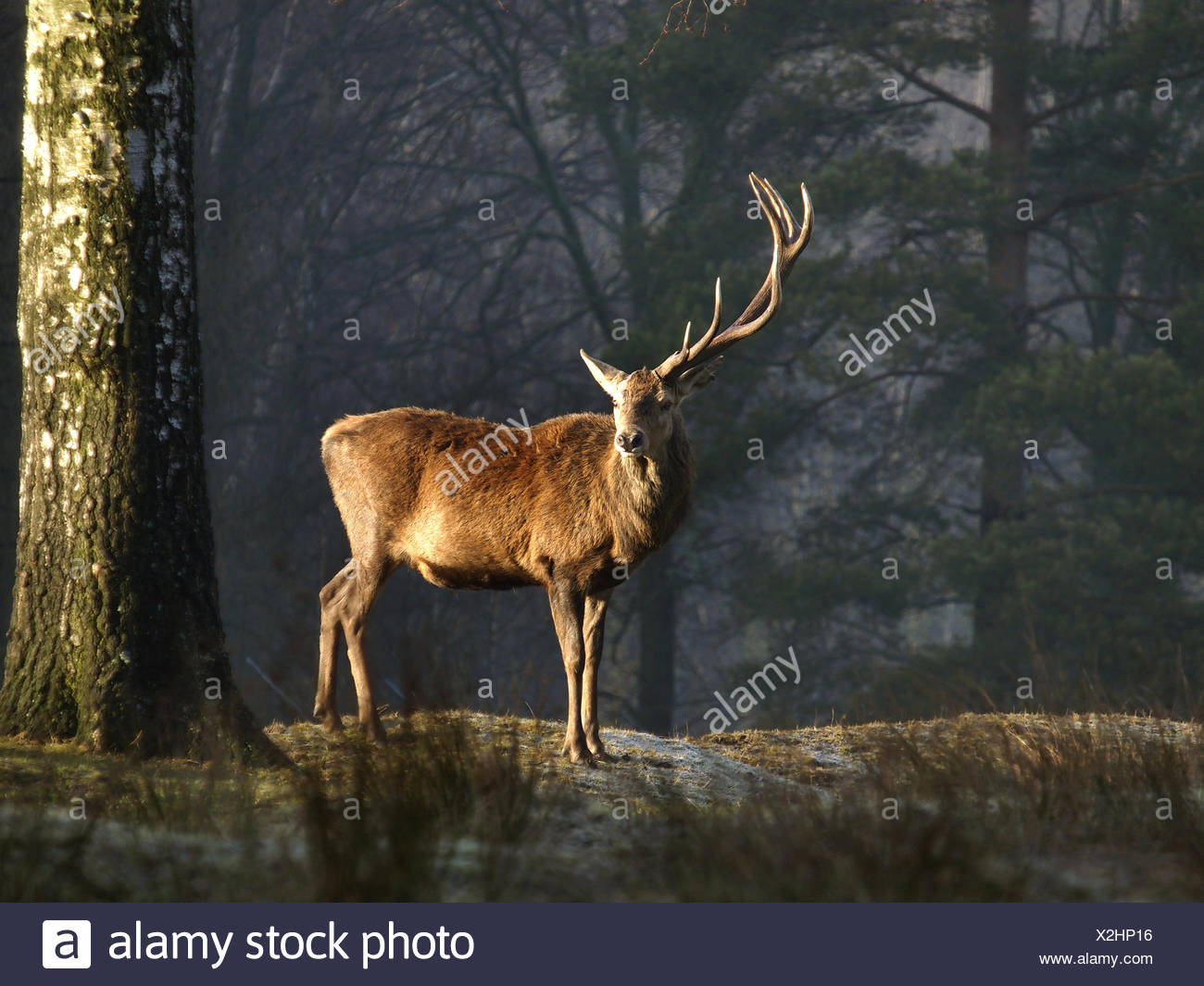 lost and found red deer