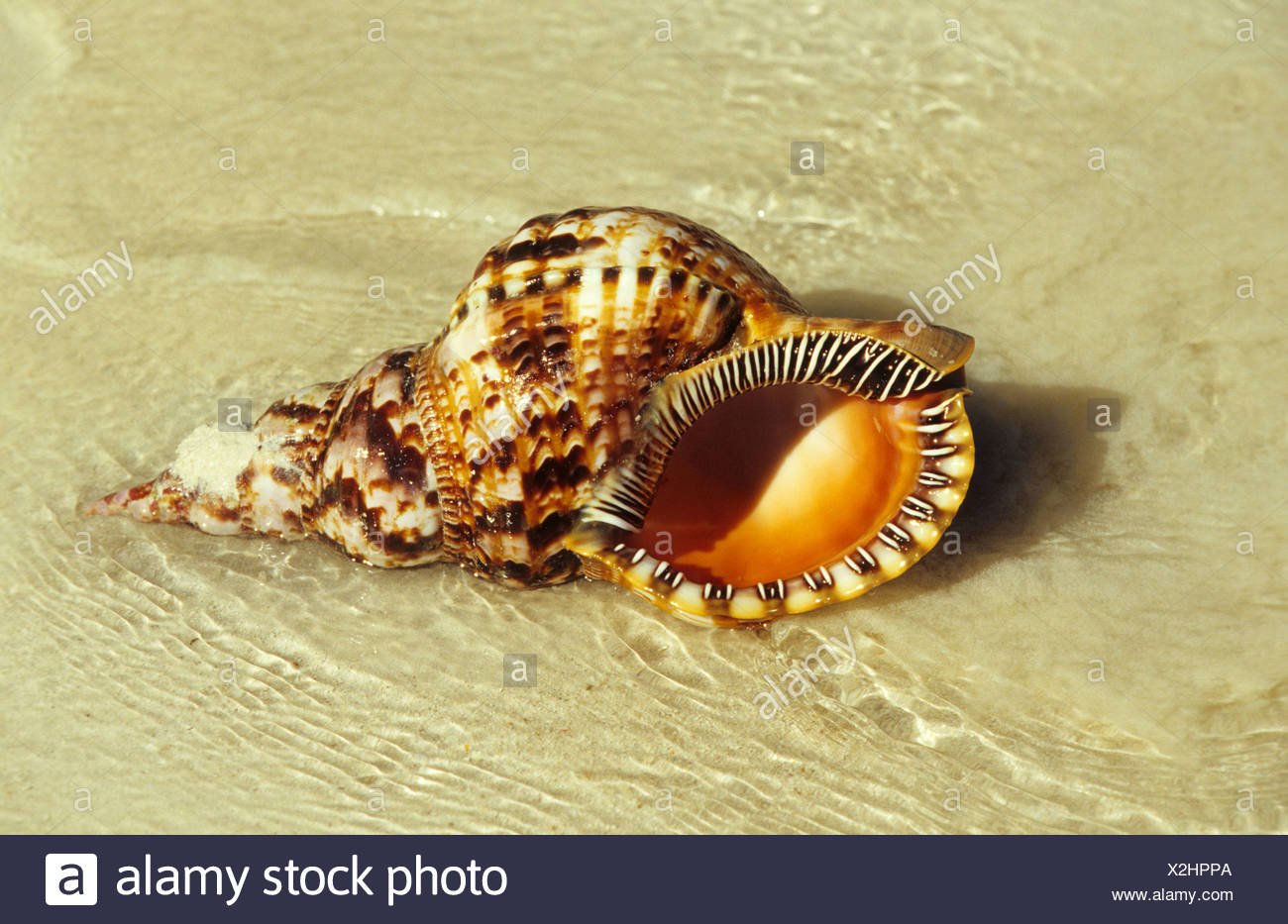 Queen Conchs Stock Photos & Queen Conchs Stock Images Alamy