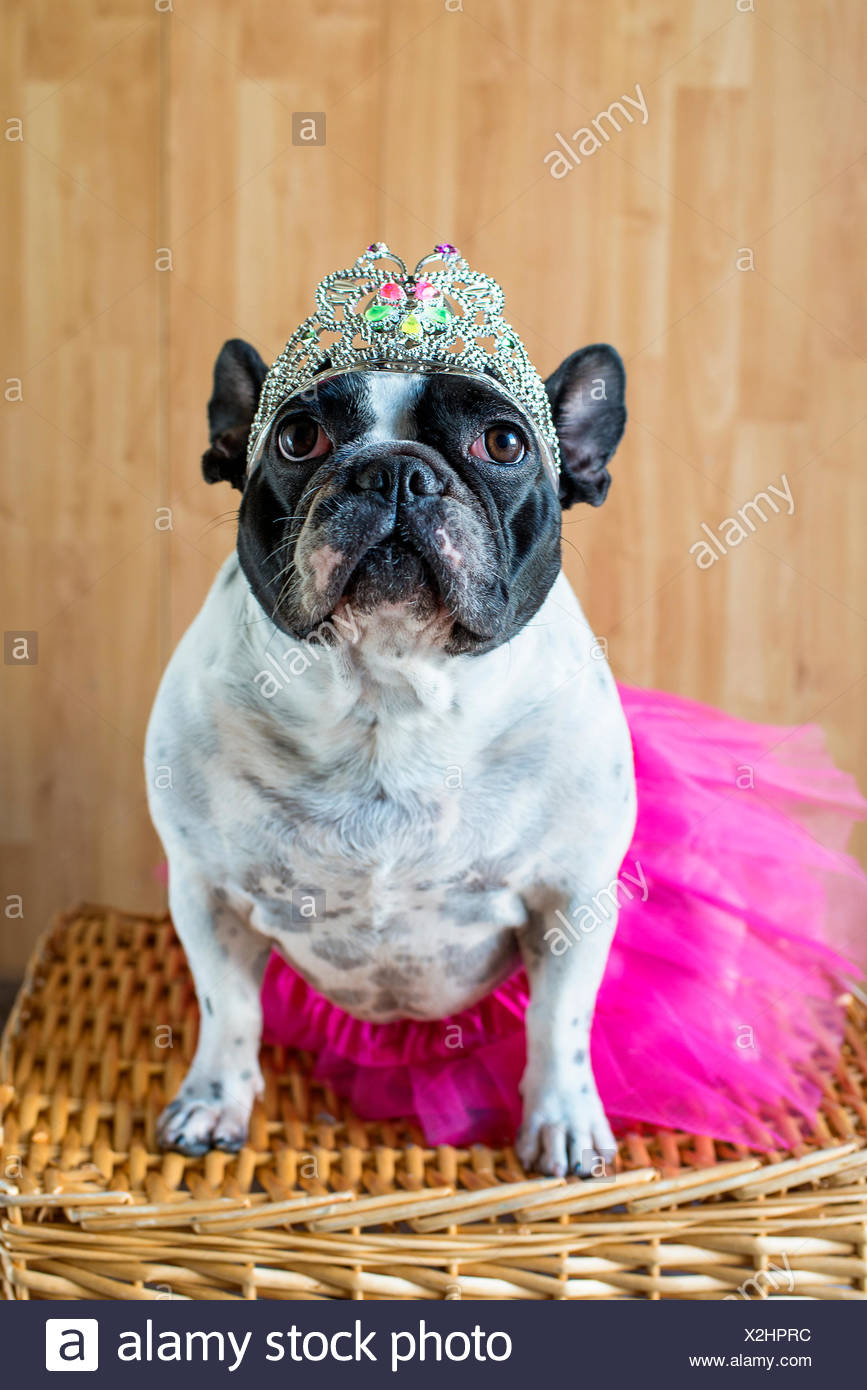 Bulldog Dressed Up High Resolution Stock Photography and Images - Alamy