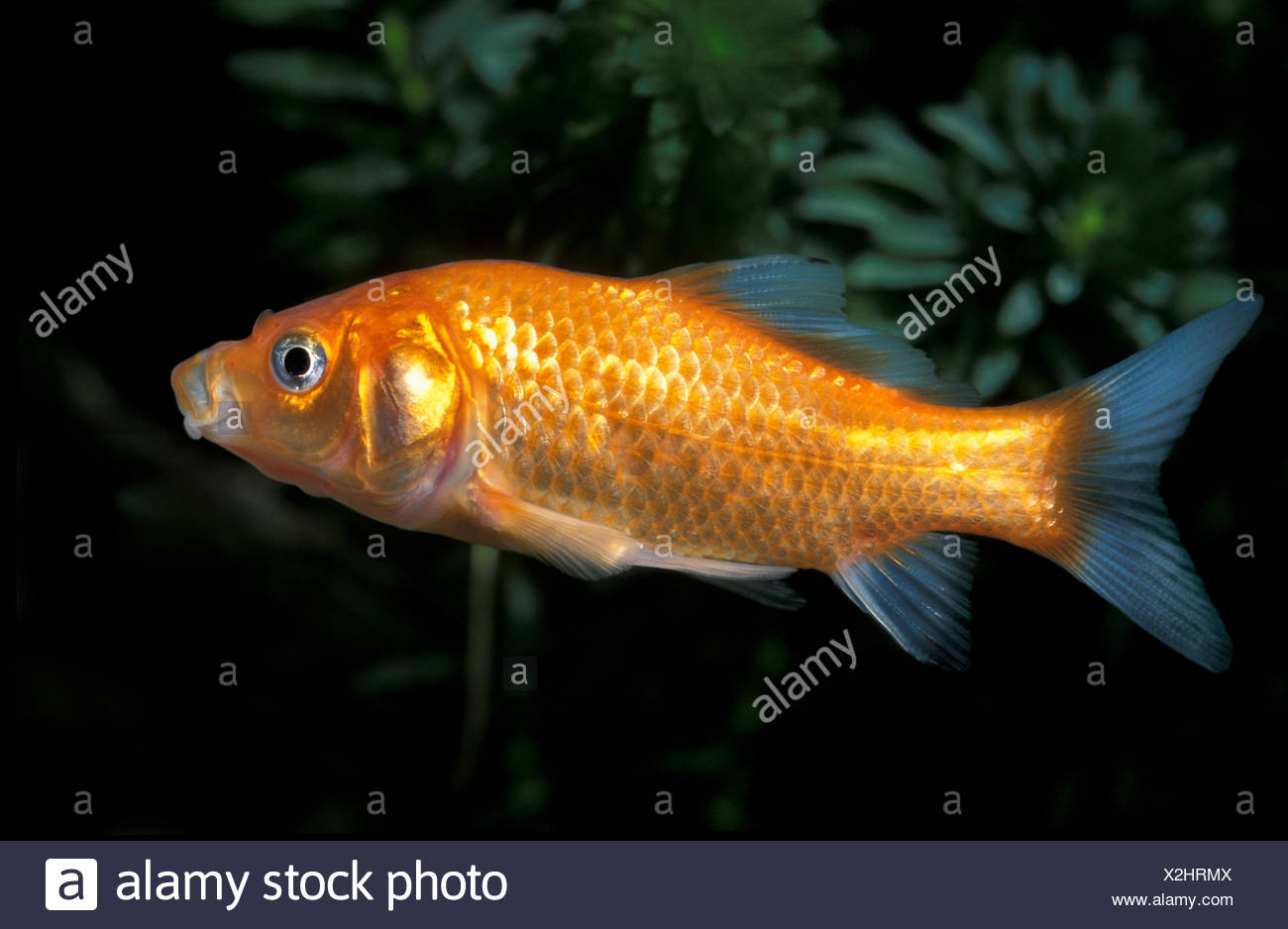 cold water goldfish