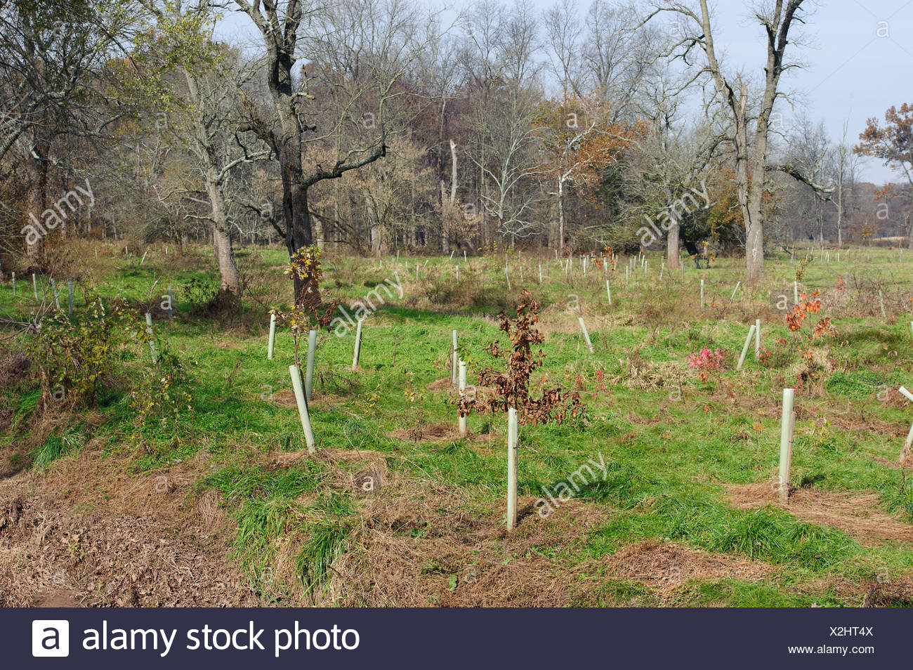 crep tree