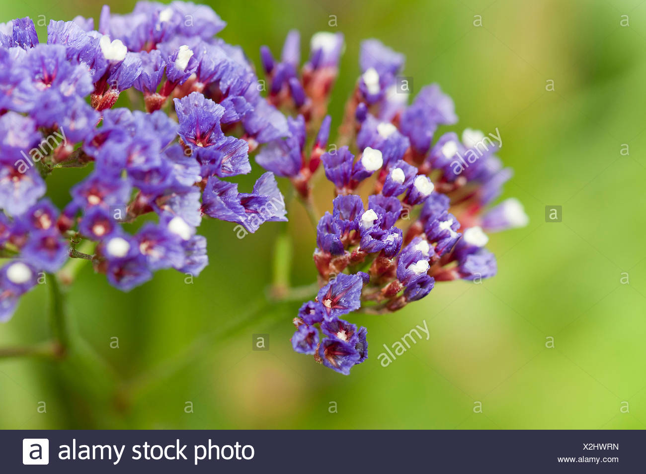 Perennial Sea Lavender High Resolution Stock Photography And Images Alamy