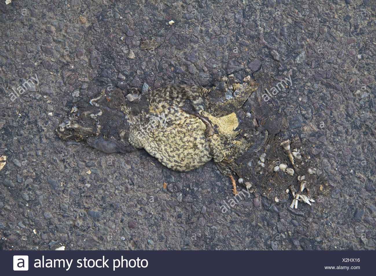 Toad Squashed High Resolution Stock Photography and Images - Alamy