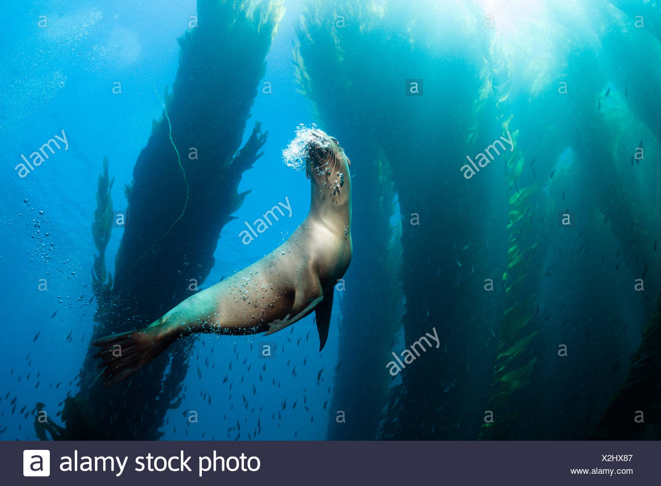 California Sea Lion In Kelp Forest Zalophus Californianus San Benito Island Mexico Stock Photo Alamy