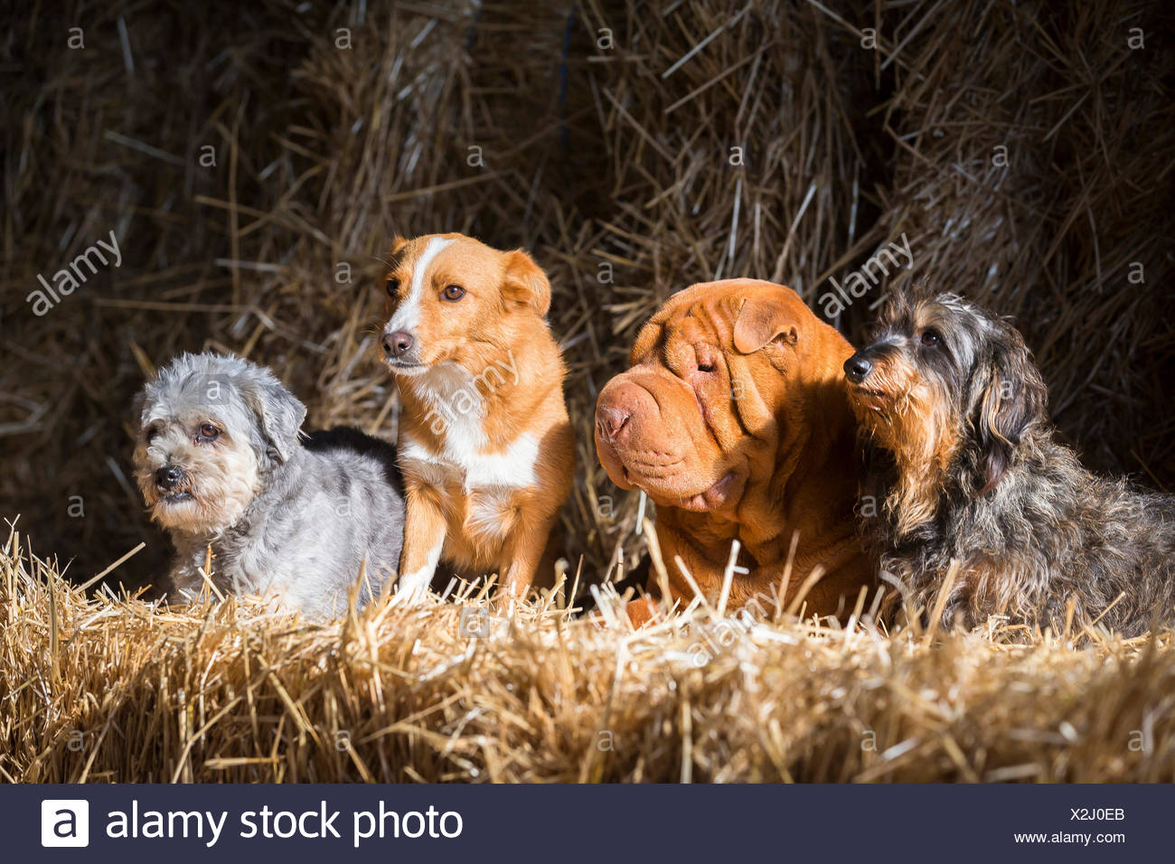 Chinese Shar Pei Wire Haired Dachshund And Two Mixed Breed Dogs
