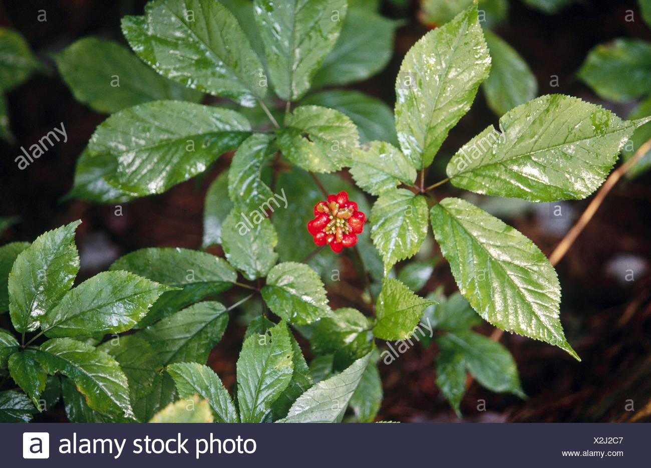 American Ginseng Stock Photos & American Ginseng Stock Images - Alamy