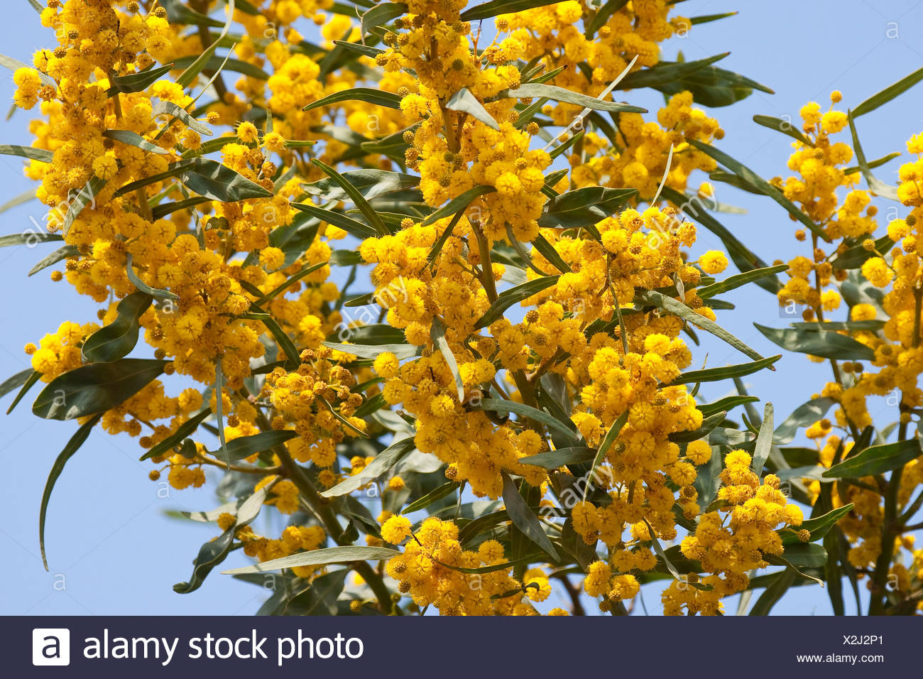 Wattle Tree High Resolution Stock Photography And Images Alamy