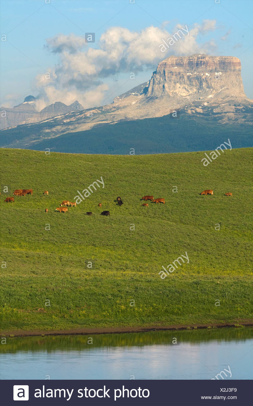Mixed breed cows and calves grazing on a green foothill pasture with the Canadian Rockies in the background / Alberta, Canada. Stock Photo