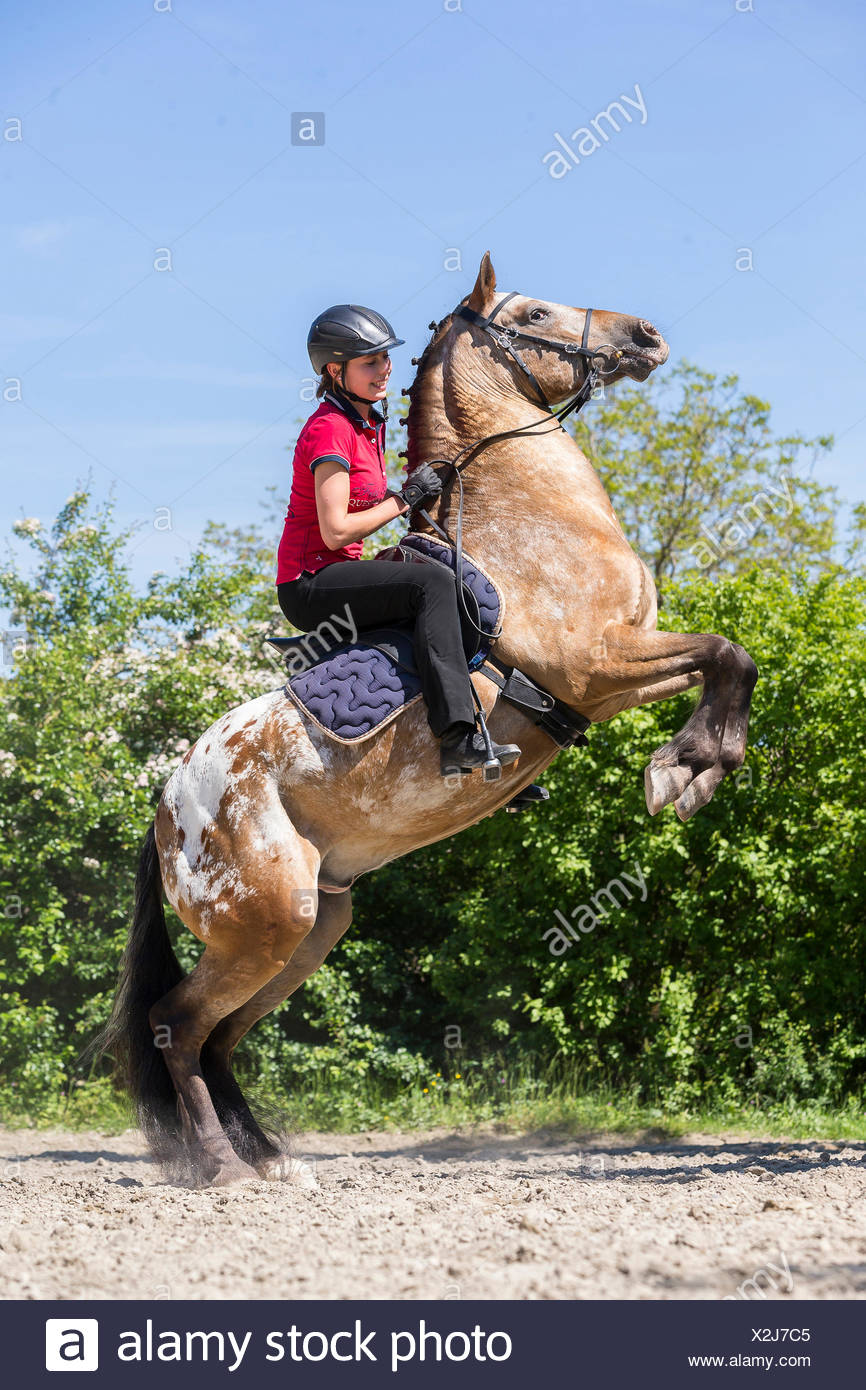 Appaloosa Horse Spotted High Resolution Stock Photography and Images ...