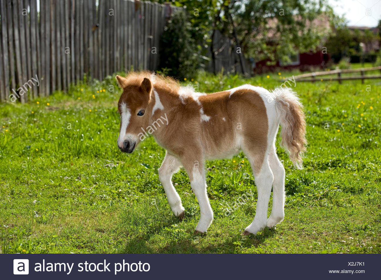 Shetland Pony Foal Standing On High Resolution Stock Photography And Images Alamy