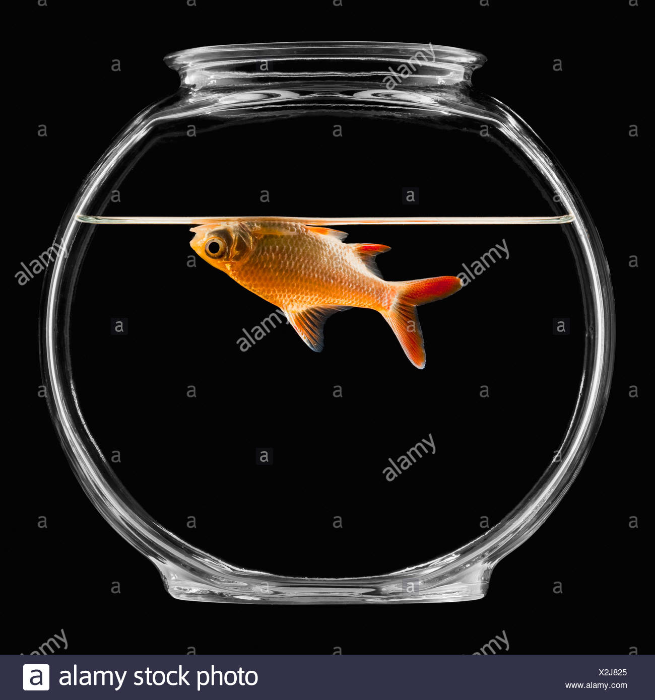 Goldfish Bowl Stock Photos & Goldfish Bowl Stock Images Alamy