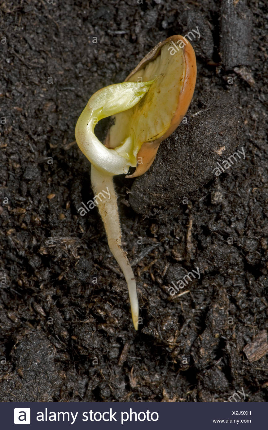 Germinating Bean Seed High Resolution Stock Photography and Images Alamy