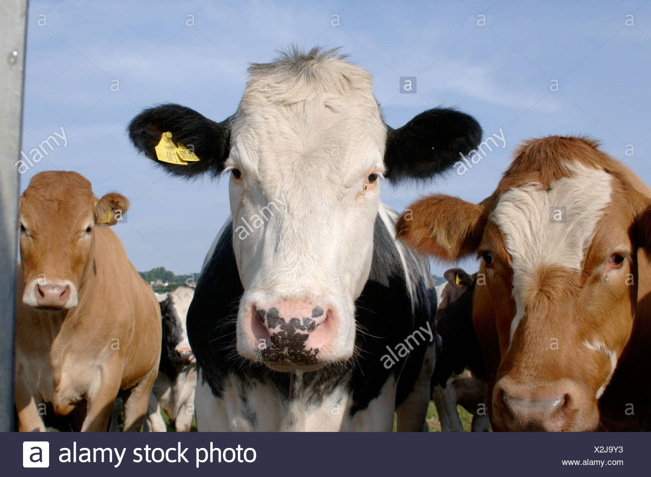Holstein Friesian X Hereford Beef Steer Black And White With Other