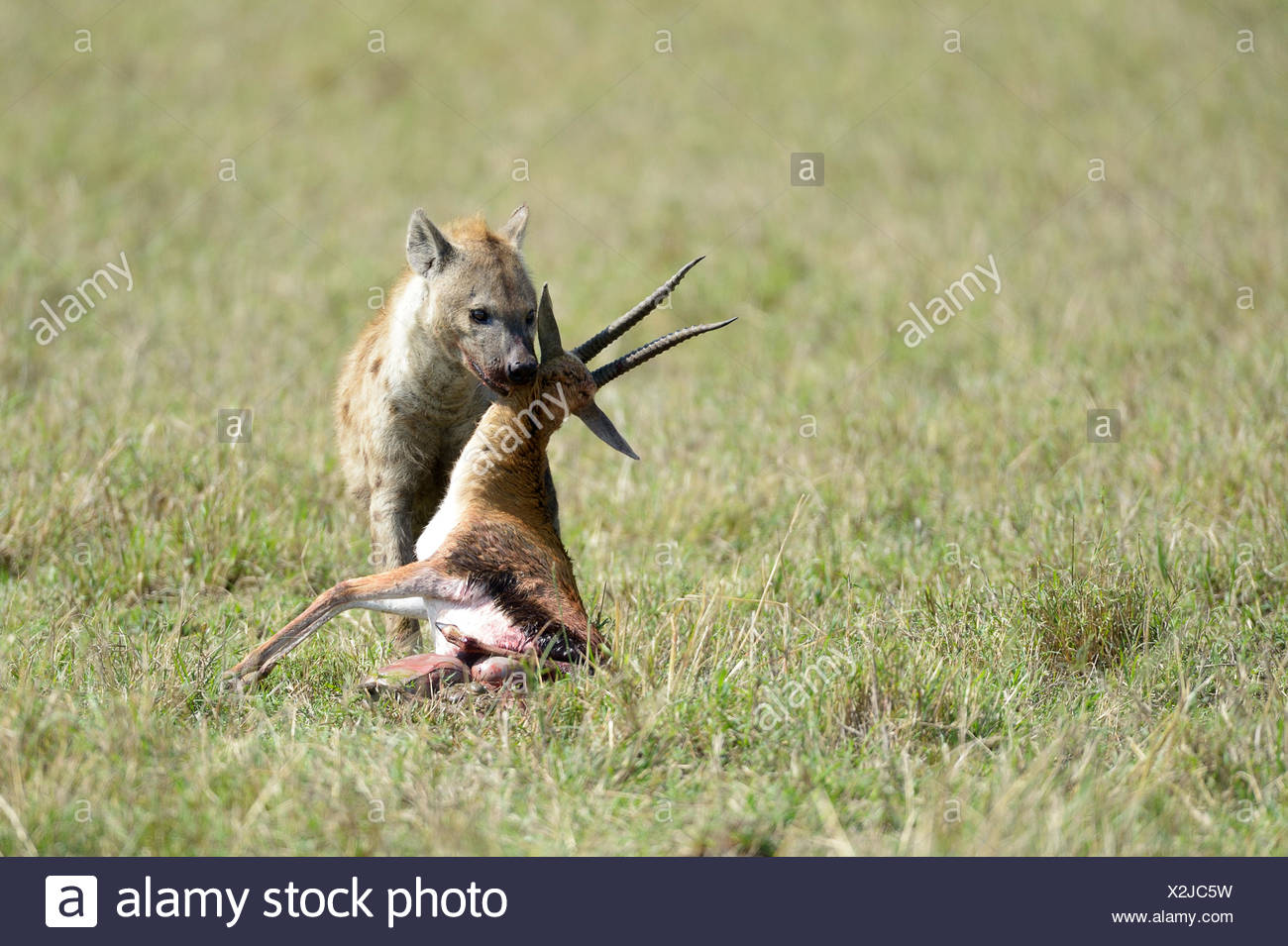 Hyena With Prey Stock Photos & Hyena With Prey Stock Images - Alamy