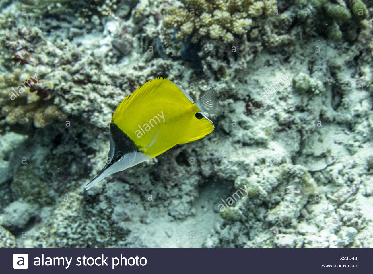 Sea Fish Long Nose High Resolution Stock Photography and Images - Alamy