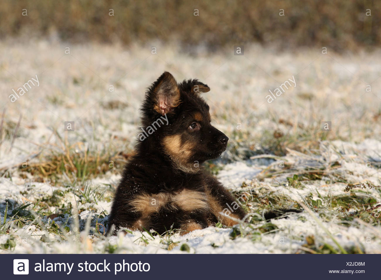 chodsky pes puppies for sale