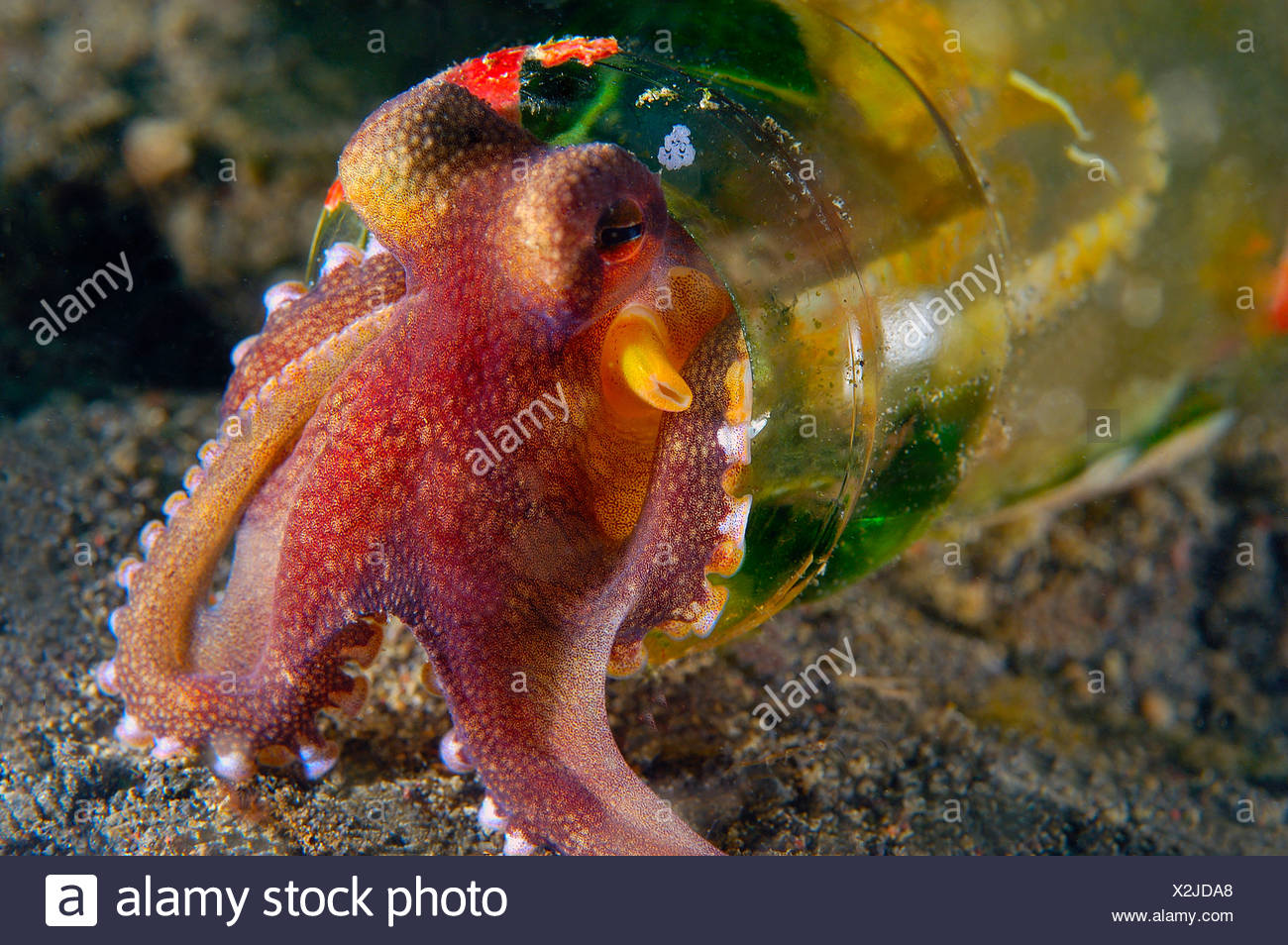 Octopus Bottle Stock Photos & Octopus Bottle Stock Images Alamy