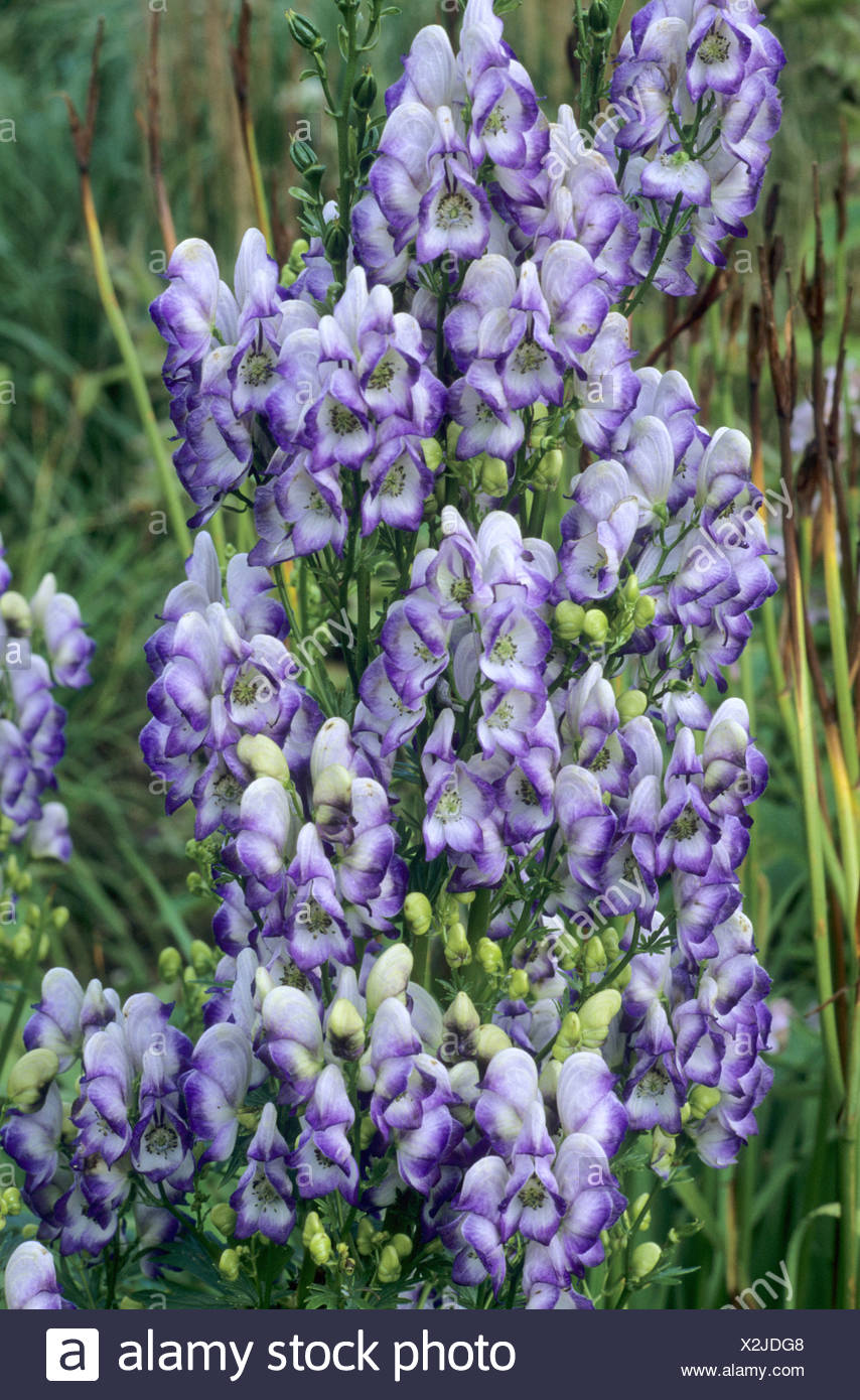 Aconitum X Cammarum Bicolor High Resolution Stock Photography and