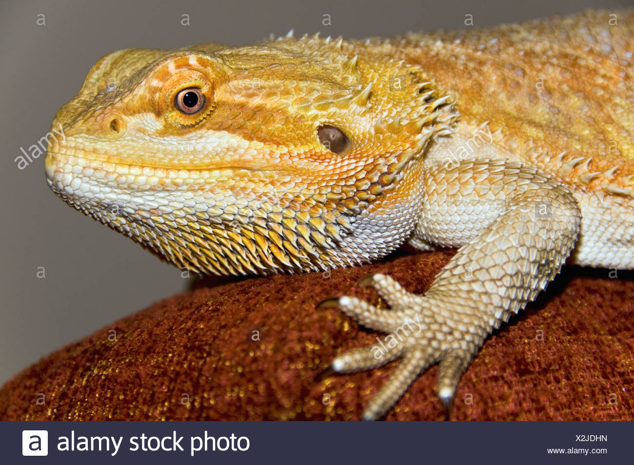 Arm Lizard Stock Photos & Arm Lizard Stock Images Alamy