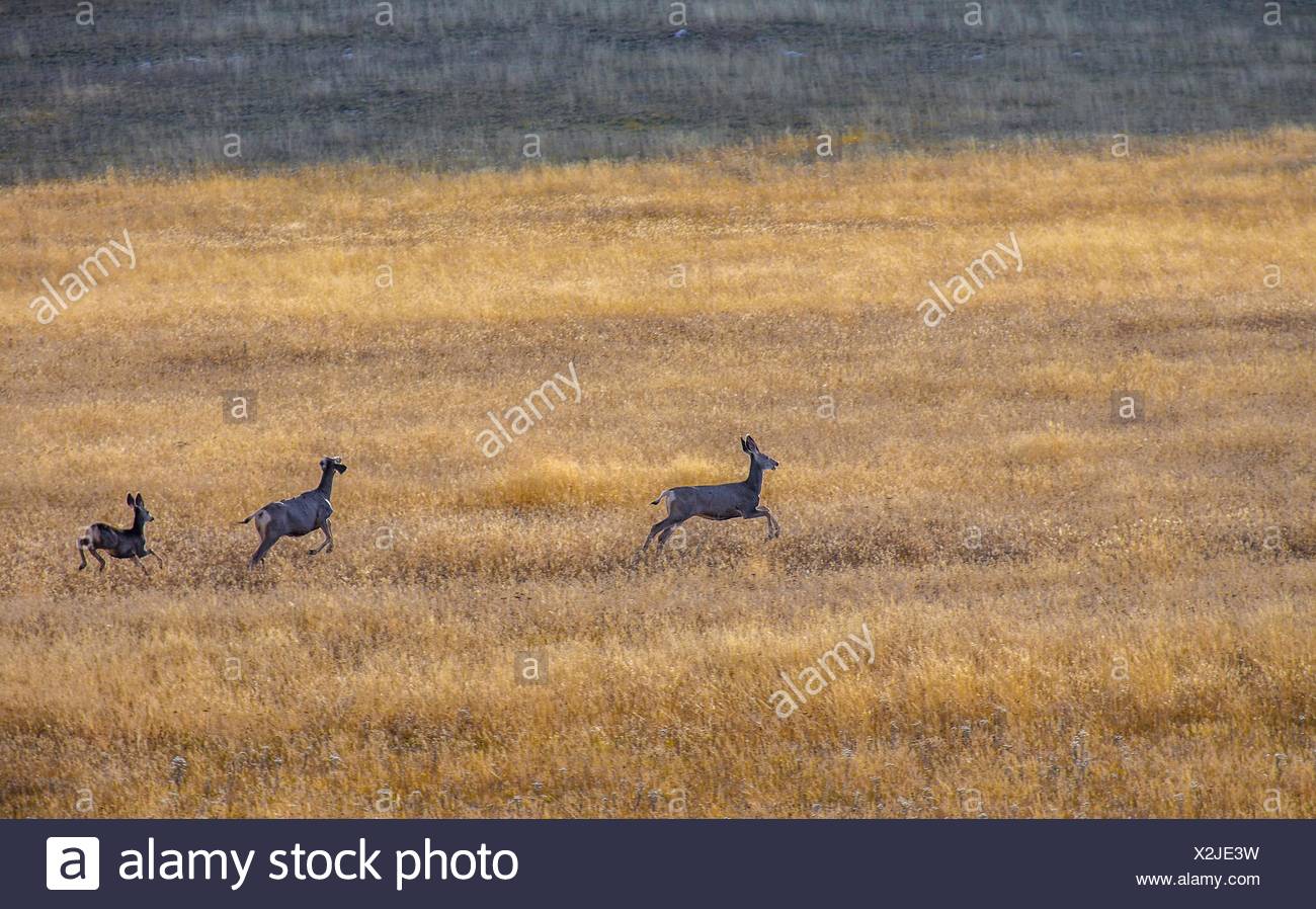 Mule Running High Resolution Stock Photography and Images Alamy