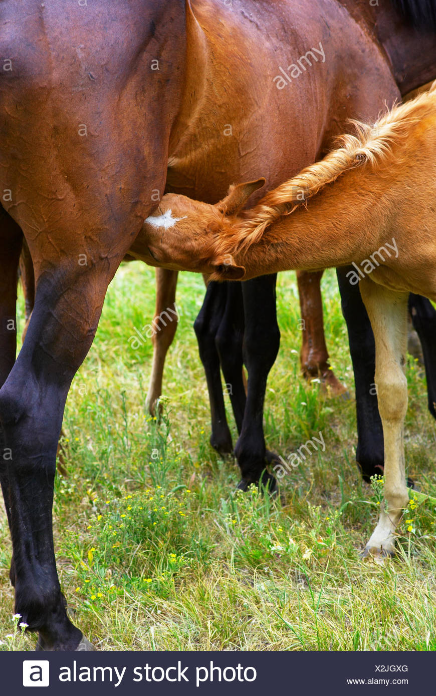 Horse Foal Nursing Stock Photos & Horse Foal Nursing Stock Images Alamy