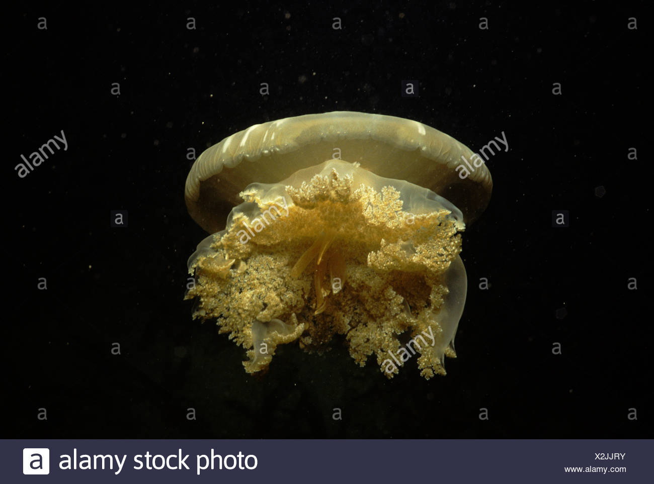 cassiopeia jellyfish cassiopeia jellyfish