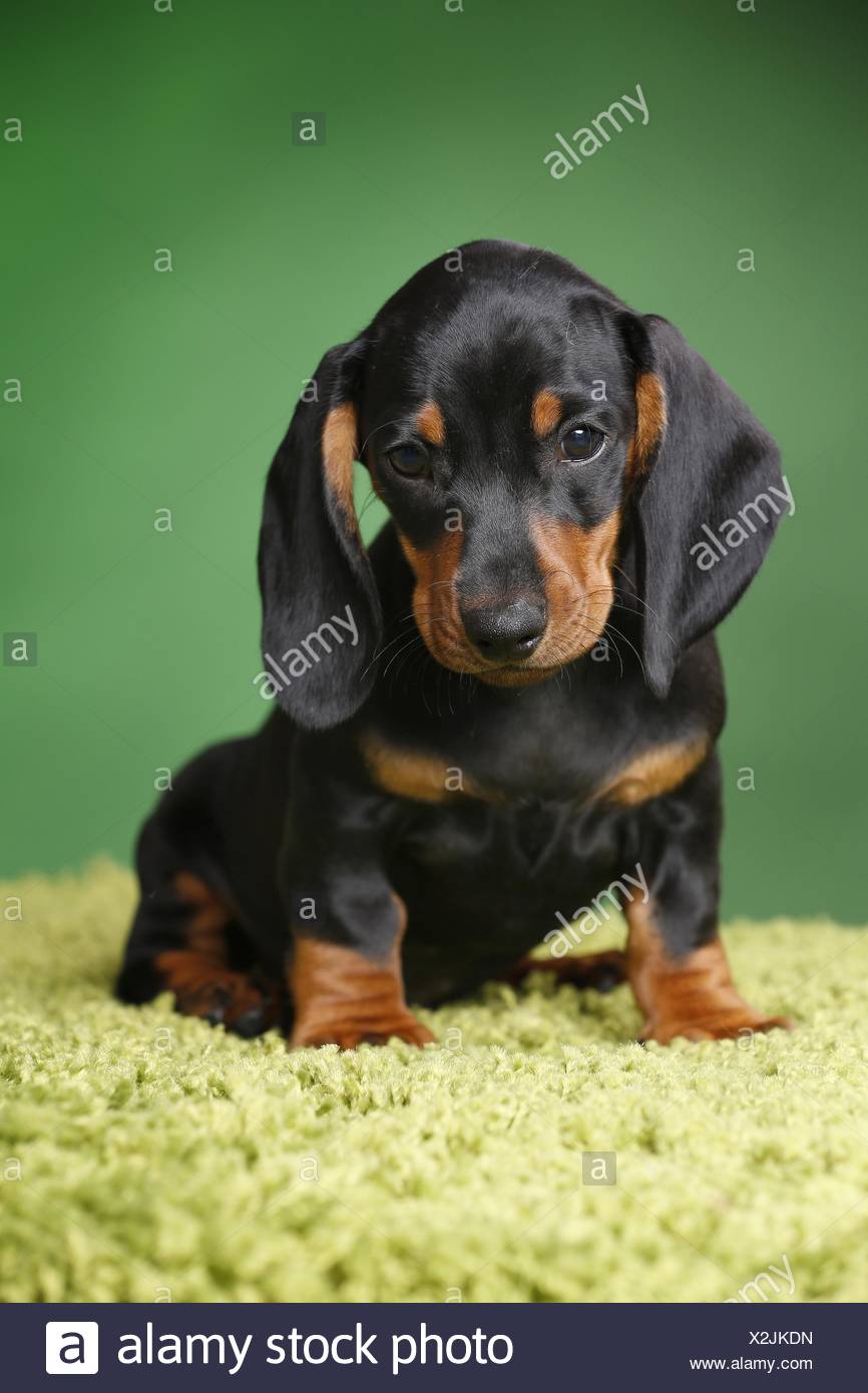 Young Smooth Haired Dachshund Dog Sitting High Resolution Stock Photography And Images Alamy