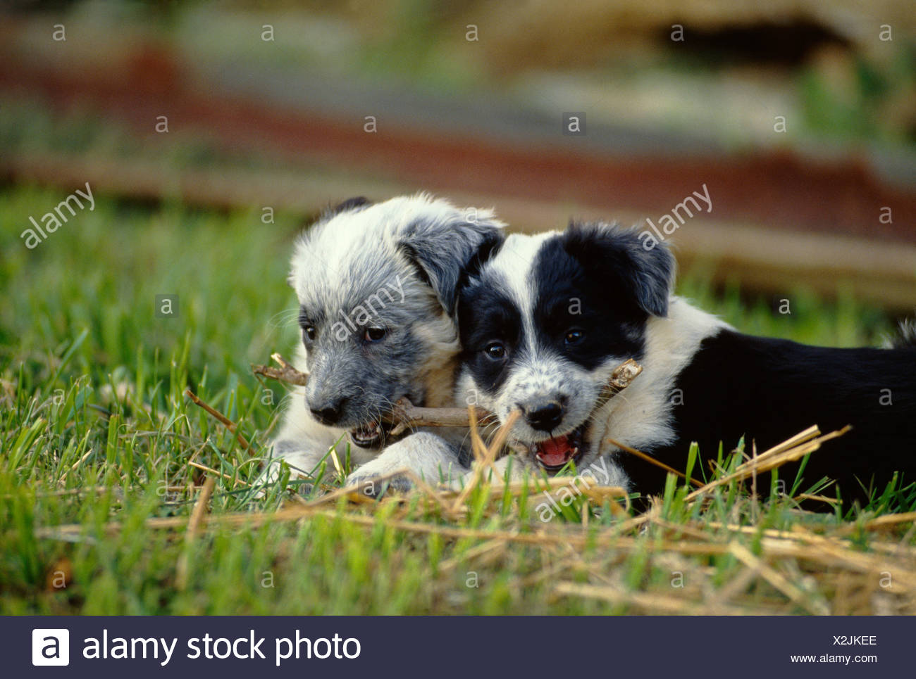 Australian Shepherd Blue Heeler Mixed Pups 6 Weeks Old Pennsylvania Stock Photo Alamy