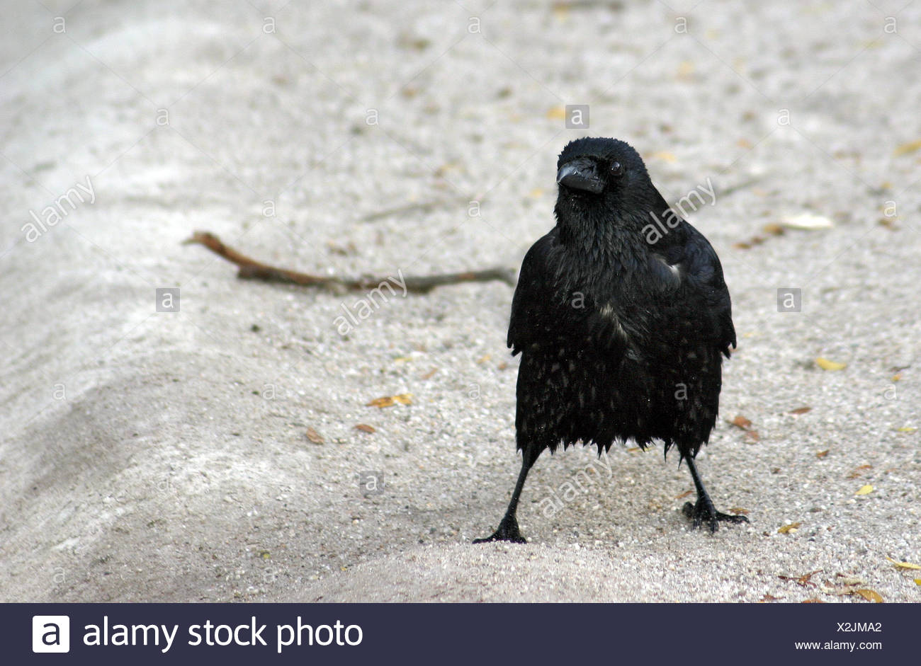 Drowned Rat Stock Photos & Drowned Rat Stock Images Alamy
