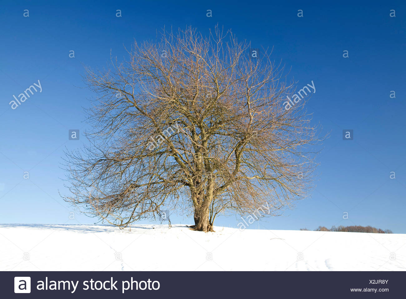 Wild Cherry Also Sweet Cherry Bird Cherry Or Gean Prunus Avium In Winter Lone Tree Saxony Germany Stock Photo Alamy Wild Cherry Also Sweet Cherry Bird Cherry Or Gean Prunus Avium In Winter Lone Tree Saxony Germany Stock Photo Alamy