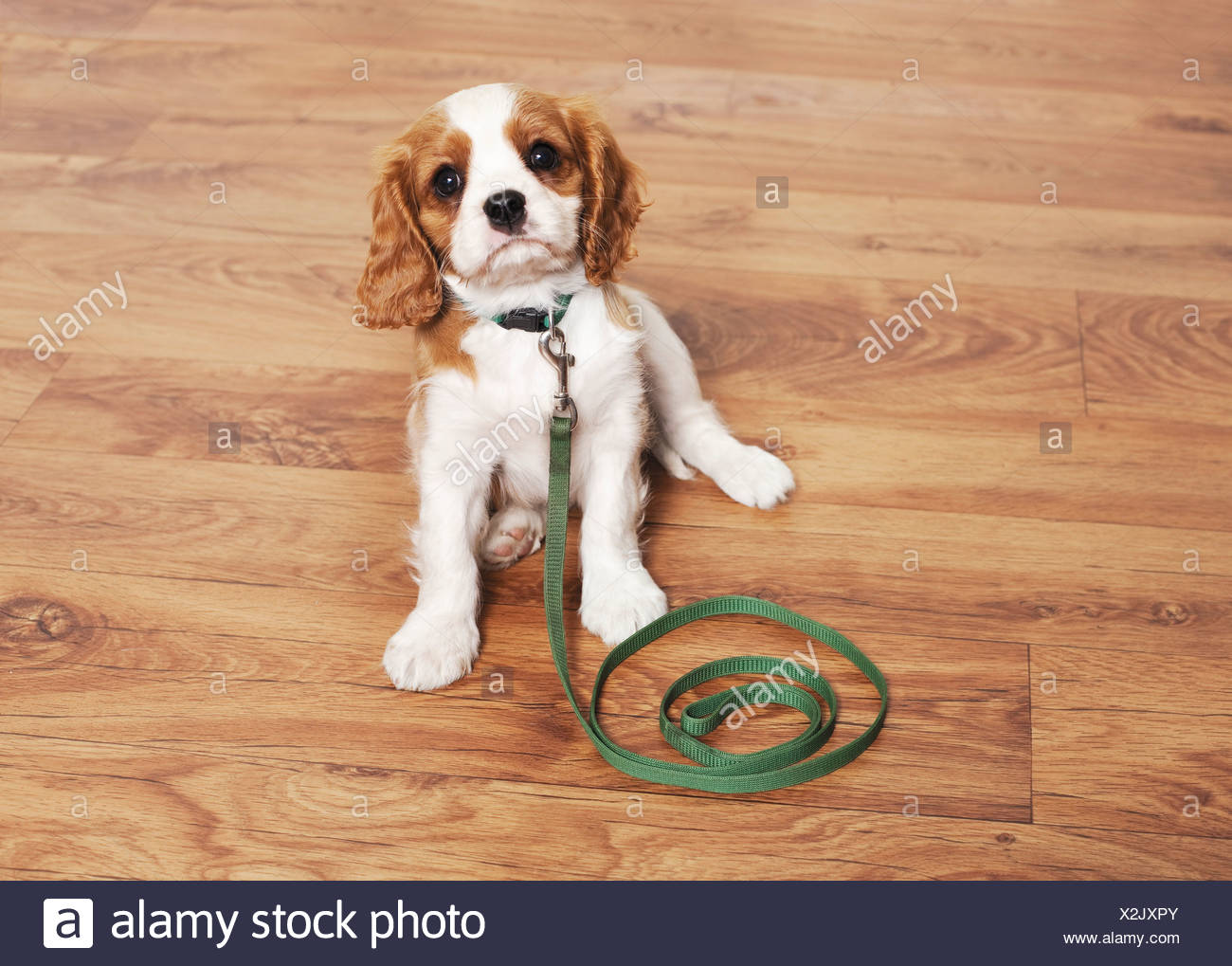 Cavalier King Charles Spaniel Dog Puppy With Leash