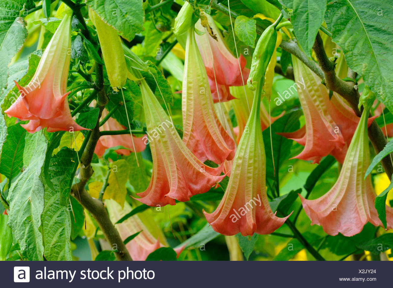 Datura High Resolution Stock Photography And Images Alamy Datura High Resolution Stock Photography And Images Alamy