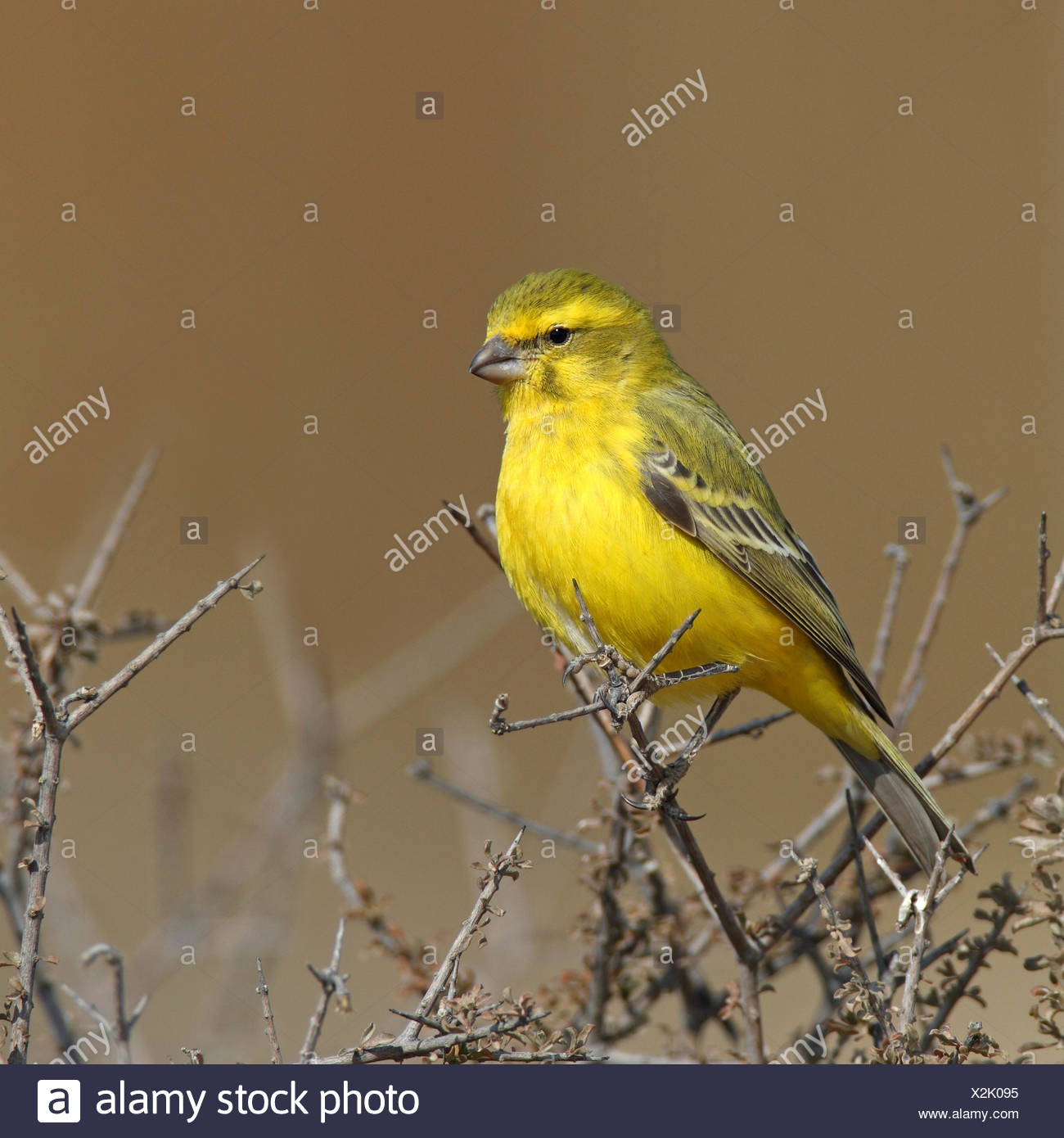South African Finches High Resolution Stock Photography and Images - Alamy
